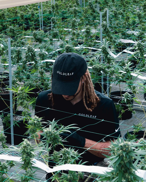 GOLDLEAF Florida careers + employment